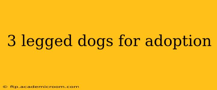 3 legged dogs for adoption