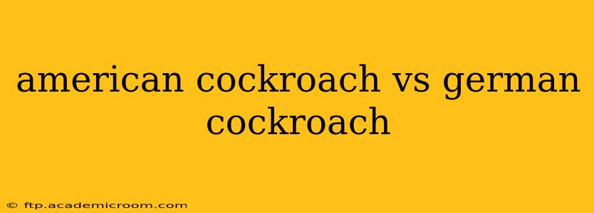 american cockroach vs german cockroach