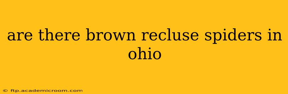 are there brown recluse spiders in ohio