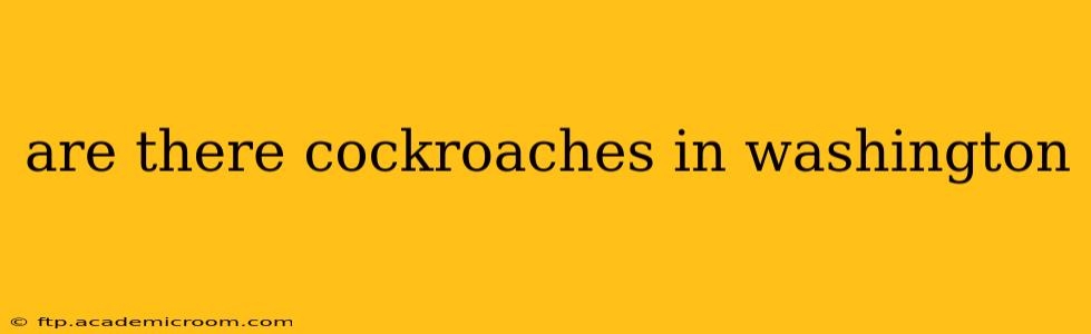 are there cockroaches in washington