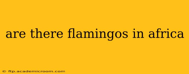 are there flamingos in africa