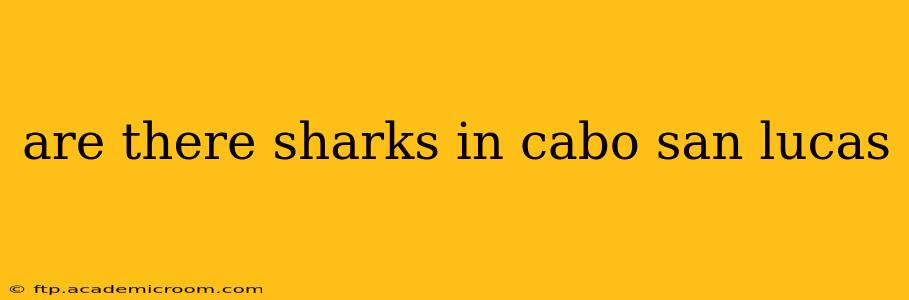 are there sharks in cabo san lucas