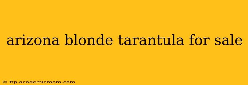 arizona blonde tarantula for sale