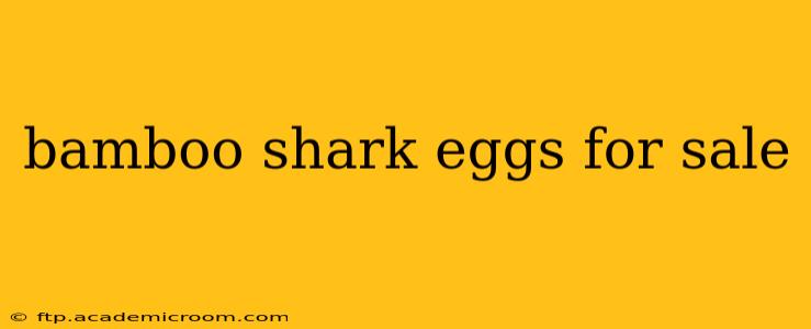 bamboo shark eggs for sale