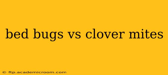 bed bugs vs clover mites