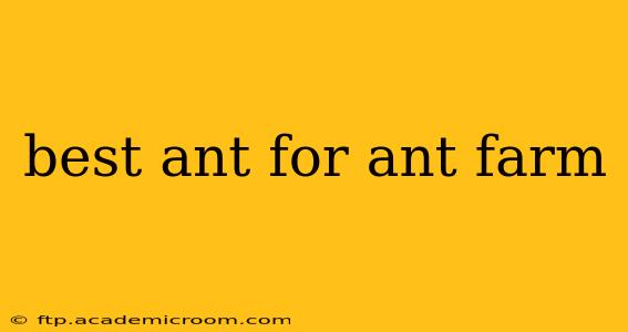 best ant for ant farm