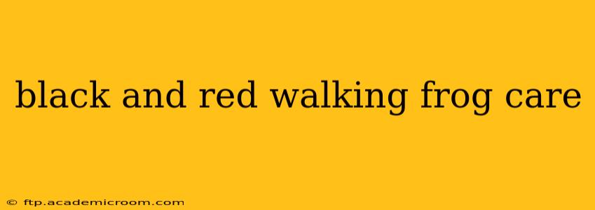 black and red walking frog care