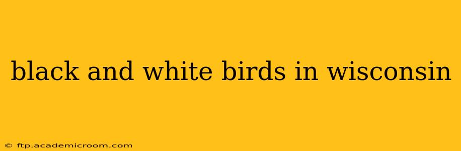 black and white birds in wisconsin