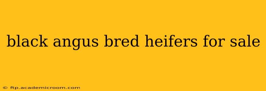 black angus bred heifers for sale