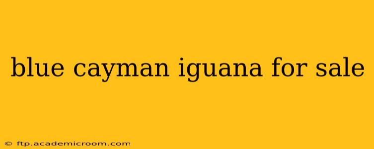 blue cayman iguana for sale
