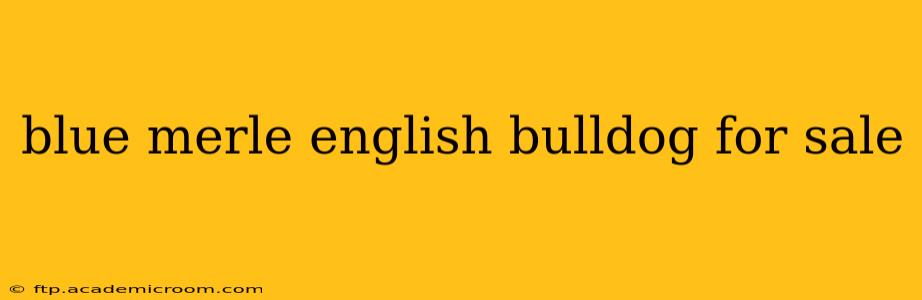 blue merle english bulldog for sale
