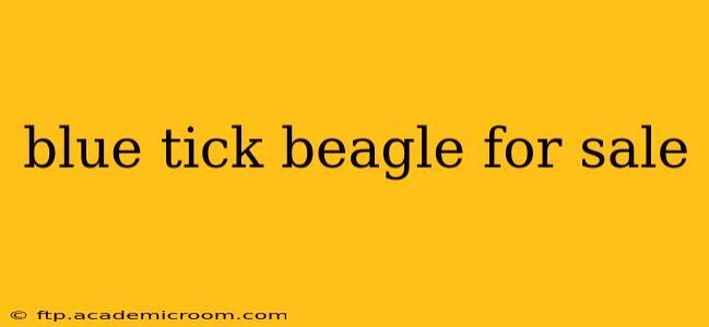 blue tick beagle for sale