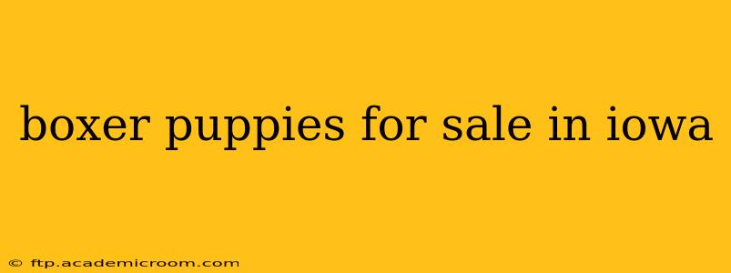 boxer puppies for sale in iowa
