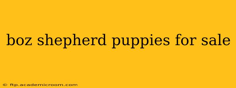 boz shepherd puppies for sale