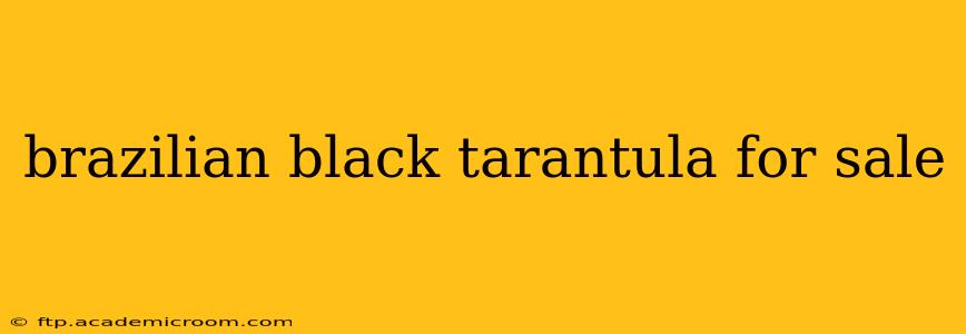 brazilian black tarantula for sale