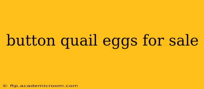 button quail eggs for sale
