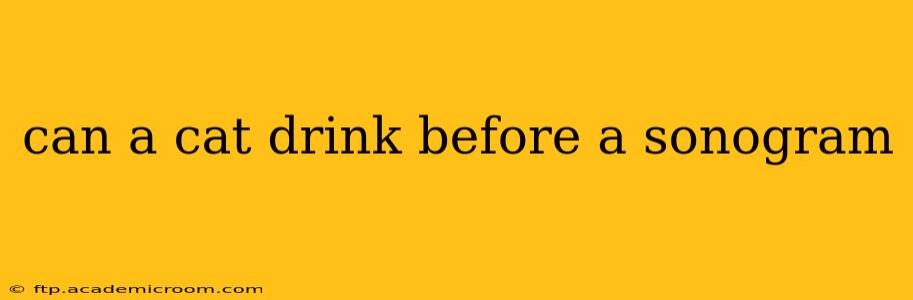 can a cat drink before a sonogram