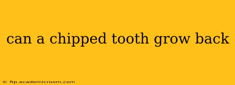 can a chipped tooth grow back