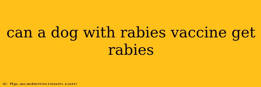 can a dog with rabies vaccine get rabies