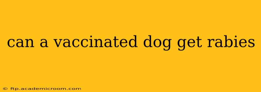 can a vaccinated dog get rabies