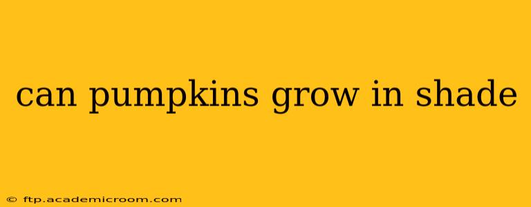 can pumpkins grow in shade