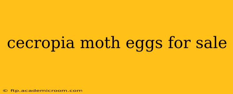 cecropia moth eggs for sale