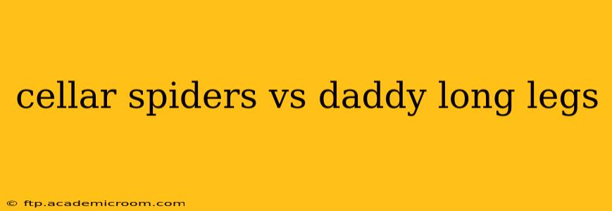 cellar spiders vs daddy long legs