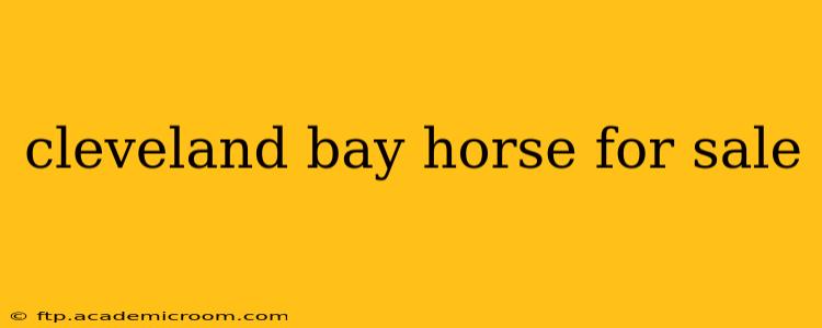 cleveland bay horse for sale