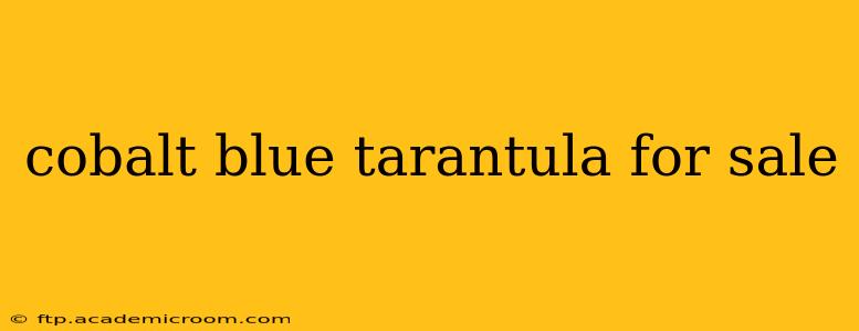 cobalt blue tarantula for sale