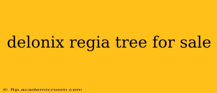 delonix regia tree for sale