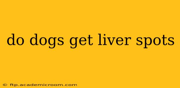 do dogs get liver spots