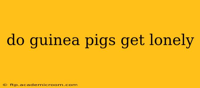 do guinea pigs get lonely