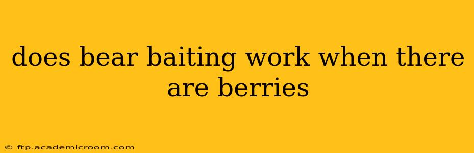 does bear baiting work when there are berries