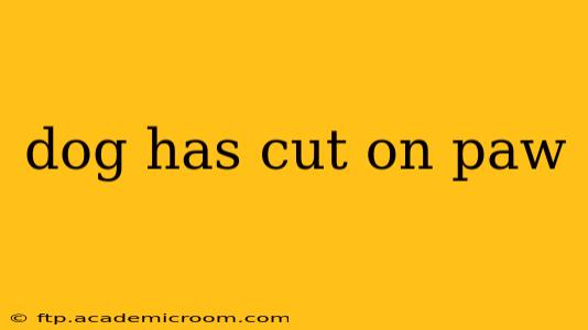 dog has cut on paw