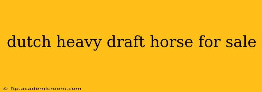 dutch heavy draft horse for sale
