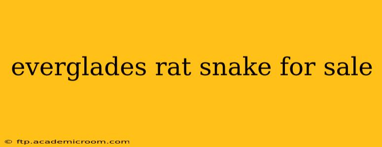 everglades rat snake for sale