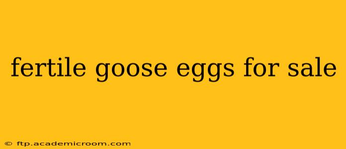 fertile goose eggs for sale