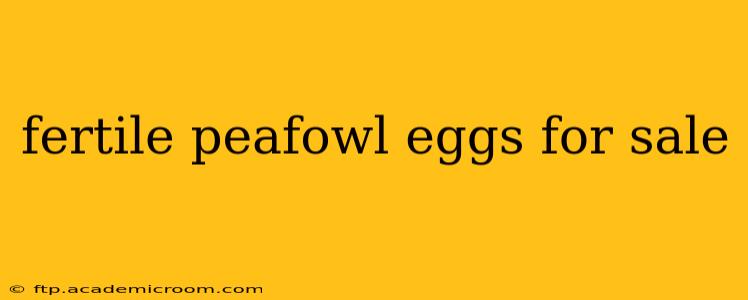 fertile peafowl eggs for sale