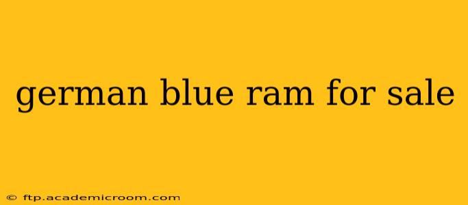 german blue ram for sale