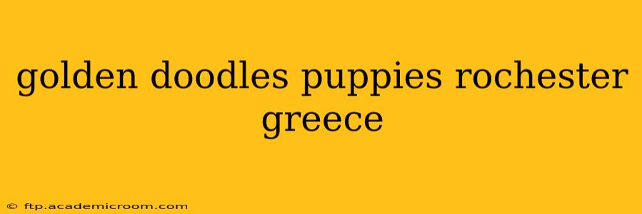 golden doodles puppies rochester greece