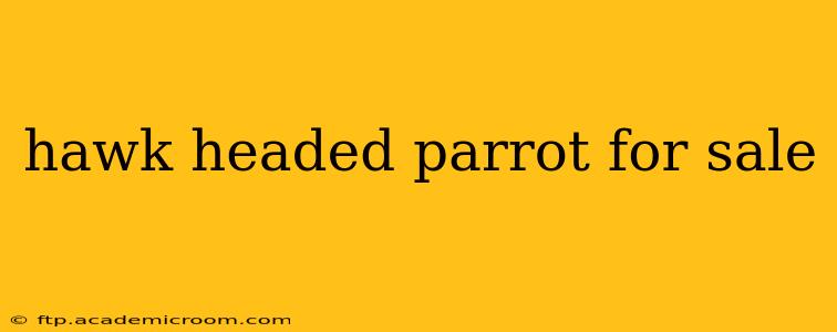 hawk headed parrot for sale