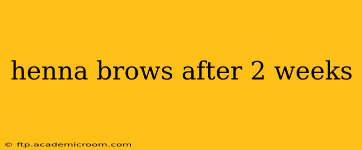 henna brows after 2 weeks