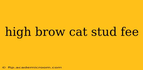 high brow cat stud fee