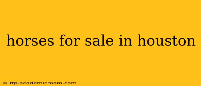 horses for sale in houston