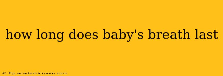 how long does baby's breath last