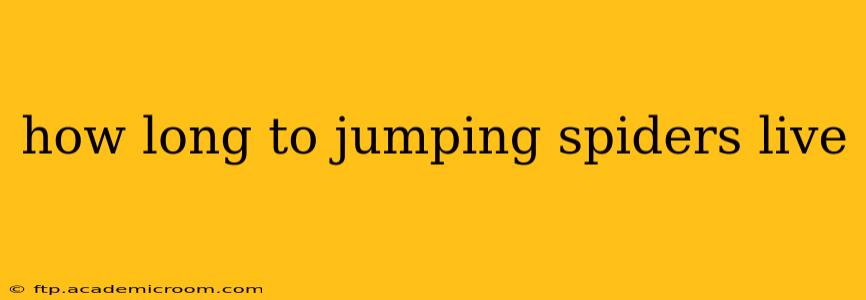 how long to jumping spiders live