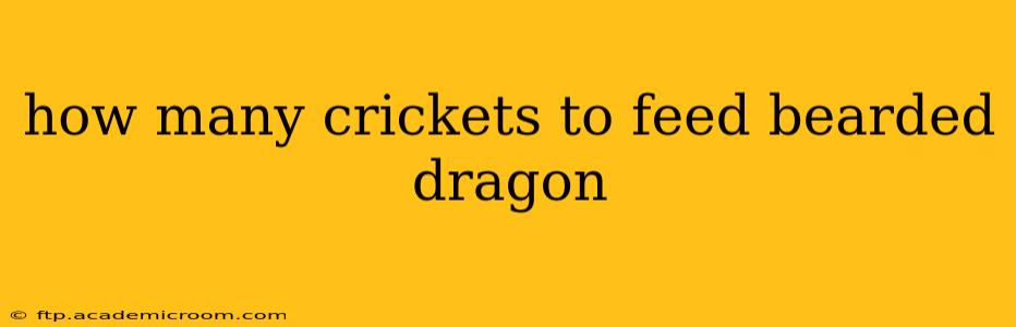 how many crickets to feed bearded dragon