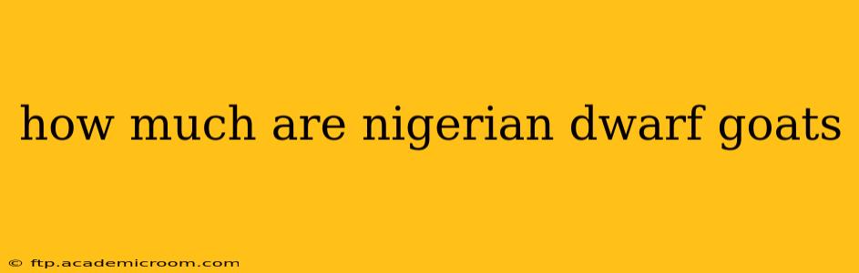 how much are nigerian dwarf goats