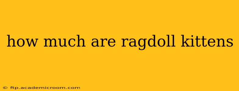 how much are ragdoll kittens