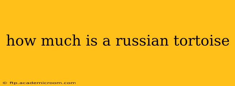 how much is a russian tortoise